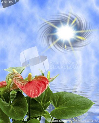 Image of Cala Lily 