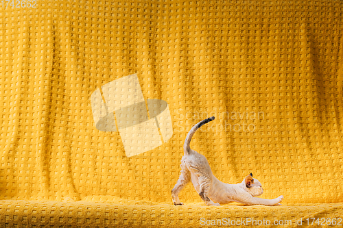 Image of Happy Funny Small Little White Devon Rex Kitten Kitty Stretches On Yellow Plaid Background. Short-haired Cat Of English Breed. Shorthair Pet Cat