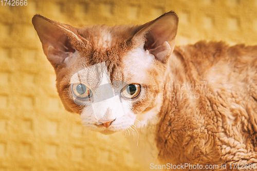 Image of Red Ginger Devon Rex Cat. Short-haired Cat Of English Breed On Yellow Plaid Background. Shorthair Pet Looking At Camera. Close Up Portrait