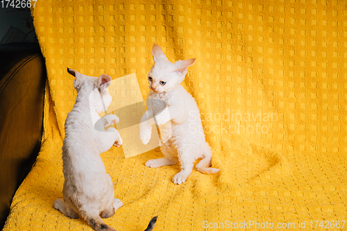 Image of Two Funny Small Little White Devon Rex Kittens Kitty Cats Play Together On Yellow Plaid Background. Short-haired Cat Of English Breed. Shorthair Pet Cat