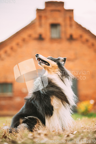 Image of Tricolor Rough Collie, Funny Scottish Collie, Long-haired Collie, English Collie, Lassie Dog Posing Outdoors Near Old House