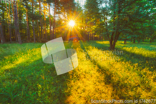 Image of Sunlight In Forest, Summer Nature. Sunny Trees And Green Grass. Woods