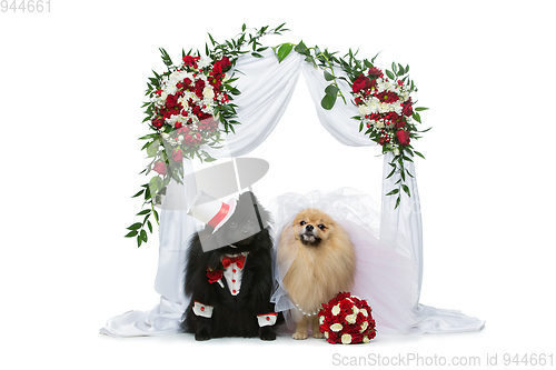 Image of dog wedding couple under flower arch