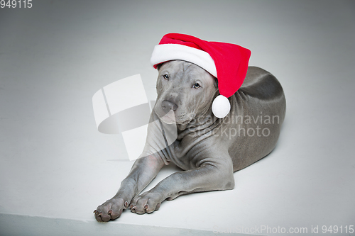 Image of thai ridgeback puppy in xmas hat