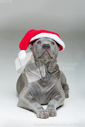 Image of thai ridgeback puppy in xmas hat