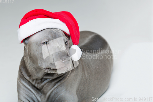 Image of thai ridgeback puppy in xmas hat