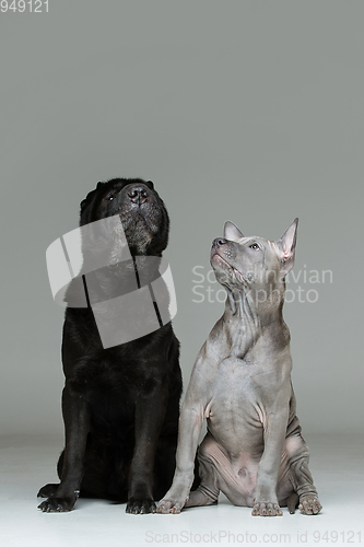 Image of thai ridgeback puppy and shar pei dog
