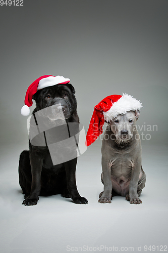 Image of thai ridgeback puppy and shar pei dog