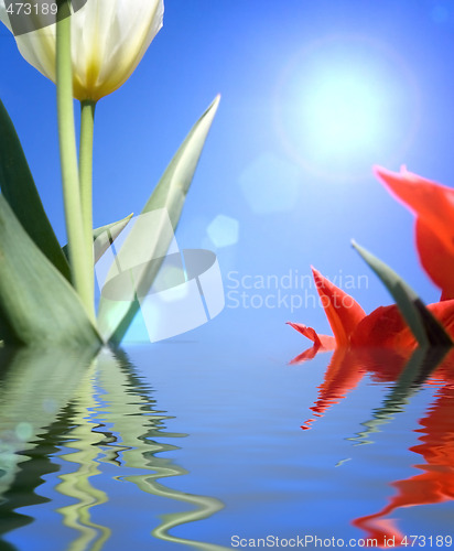 Image of Tulips