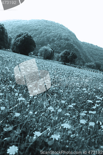 Image of Flowers landscape