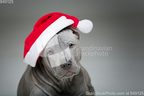 Image of thai ridgeback puppy in xmas hat