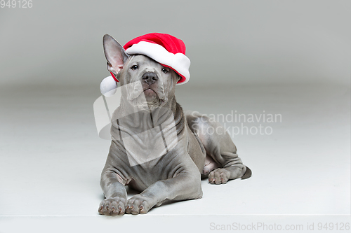 Image of thai ridgeback puppy in xmas hat