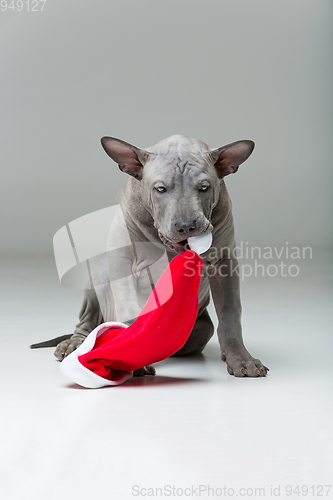 Image of thai ridgeback puppy biting xmas hat