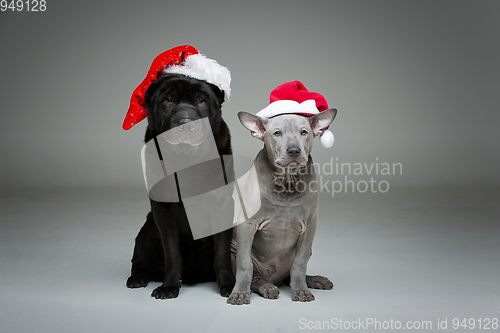 Image of thai ridgeback puppy and shar pei dog