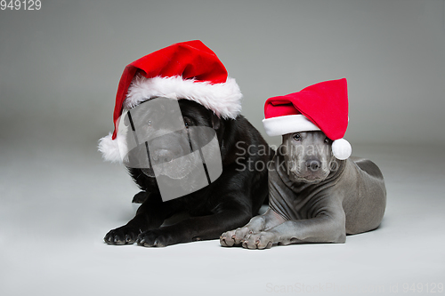 Image of thai ridgeback puppy and shar pei dog