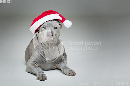 Image of thai ridgeback puppy in xmas hat