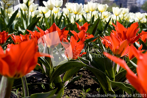 Image of Tulips