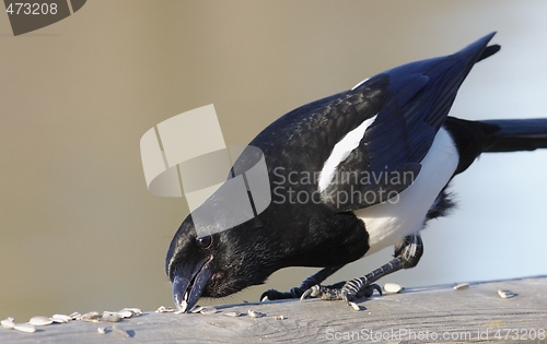 Image of Magpie. 