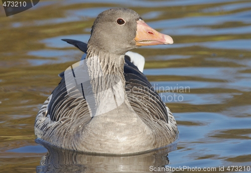 Image of Greylag Goose. 