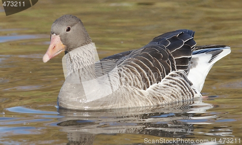Image of Greylag Goose. 