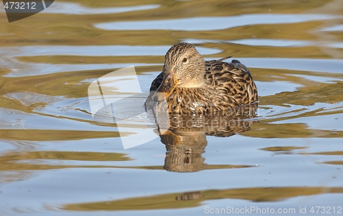 Image of Mallard in the water. 