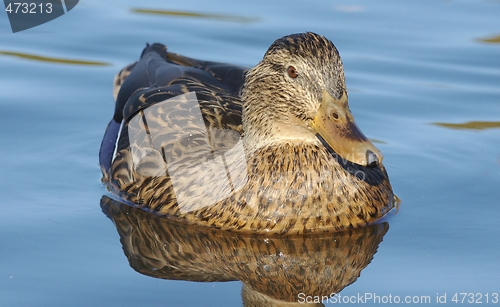 Image of Mallard in the water.