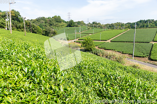 Image of Beautiful fresh green tea plantation