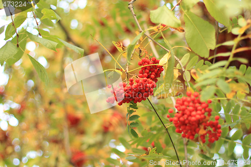 Image of Ripe berries