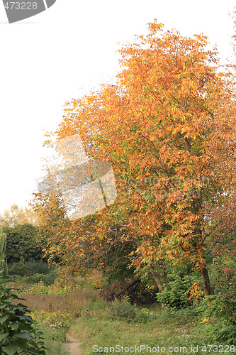 Image of Walnut tree