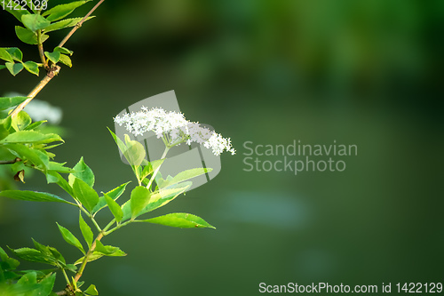 Image of elderflower with some space for your content