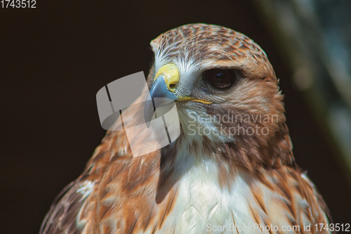 Image of Ferruginous hawk (Buteo regalis)