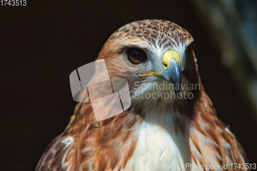 Image of Ferruginous hawk (Buteo regalis)