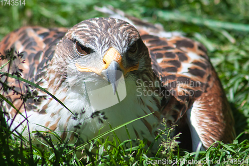 Image of Ferruginous hawk (Buteo regalis)