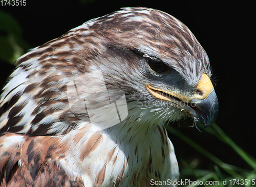 Image of Ferruginous hawk (Buteo regalis)