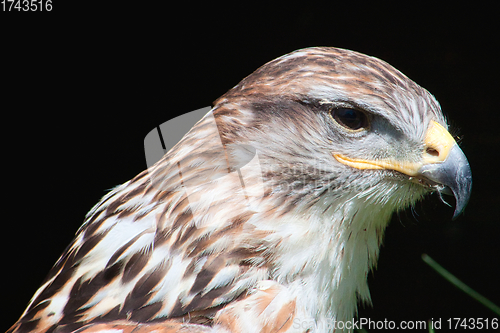 Image of Ferruginous hawk (Buteo regalis)