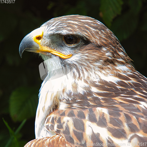 Image of Ferruginous hawk (Buteo regalis)