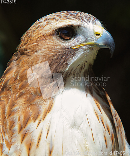 Image of Ferruginous hawk (Buteo regalis)