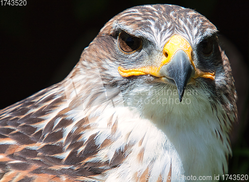 Image of Ferruginous hawk (Buteo regalis)