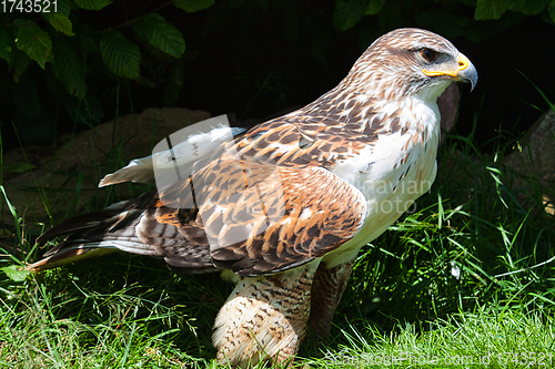 Image of Ferruginous hawk (Buteo regalis)