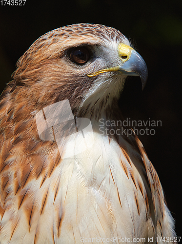 Image of Ferruginous hawk (Buteo regalis)