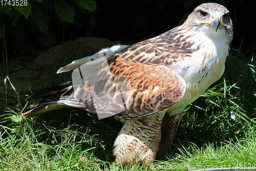 Image of Ferruginous hawk (Buteo regalis)