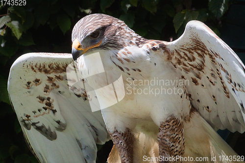 Image of Ferruginous hawk (Buteo regalis)