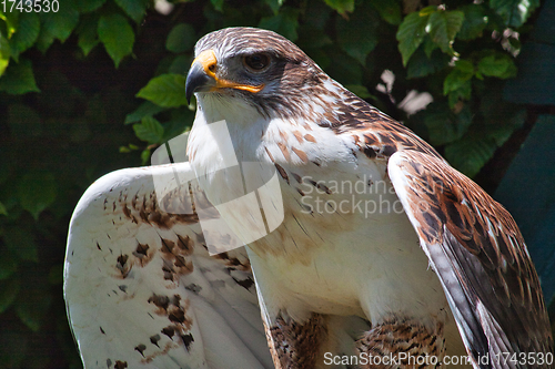 Image of Ferruginous hawk (Buteo regalis)