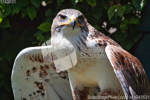 Image of Ferruginous hawk (Buteo regalis)