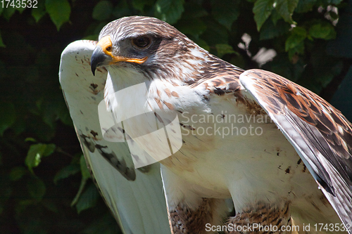 Image of Ferruginous hawk (Buteo regalis)