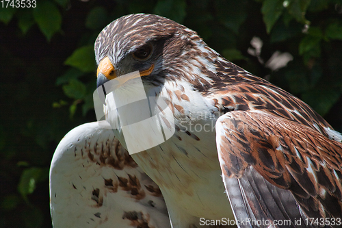 Image of Ferruginous hawk (Buteo regalis)