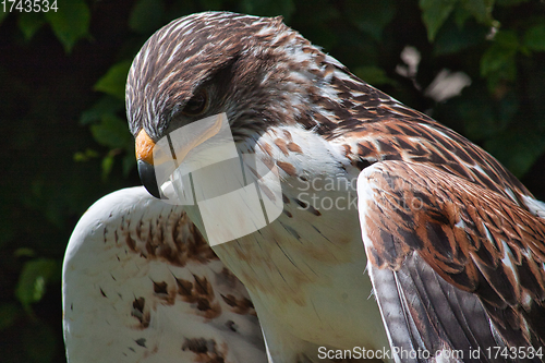 Image of Ferruginous hawk (Buteo regalis)