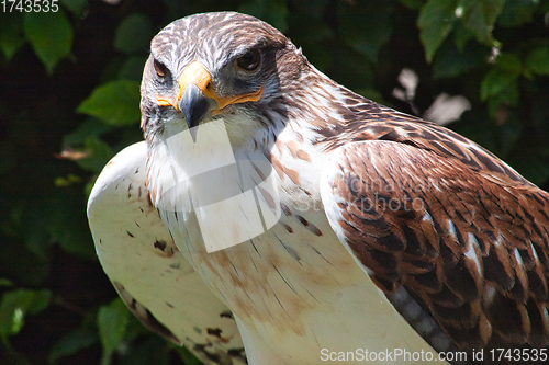 Image of Ferruginous hawk (Buteo regalis)