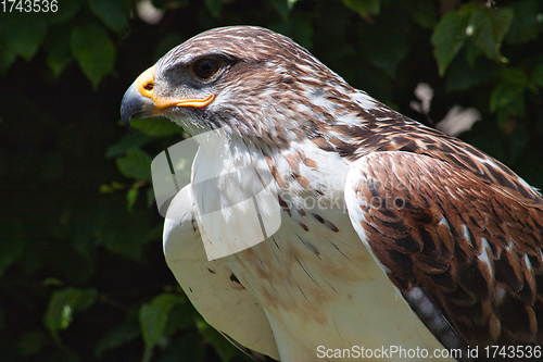 Image of Ferruginous hawk (Buteo regalis)