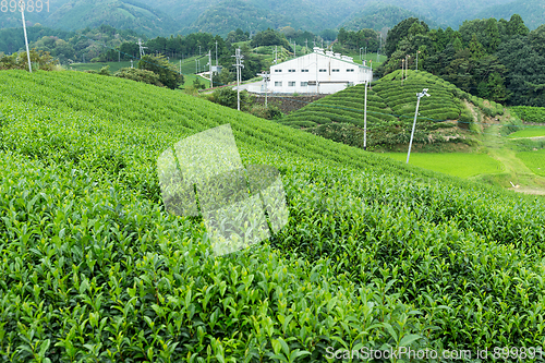 Image of Fresh tea farm